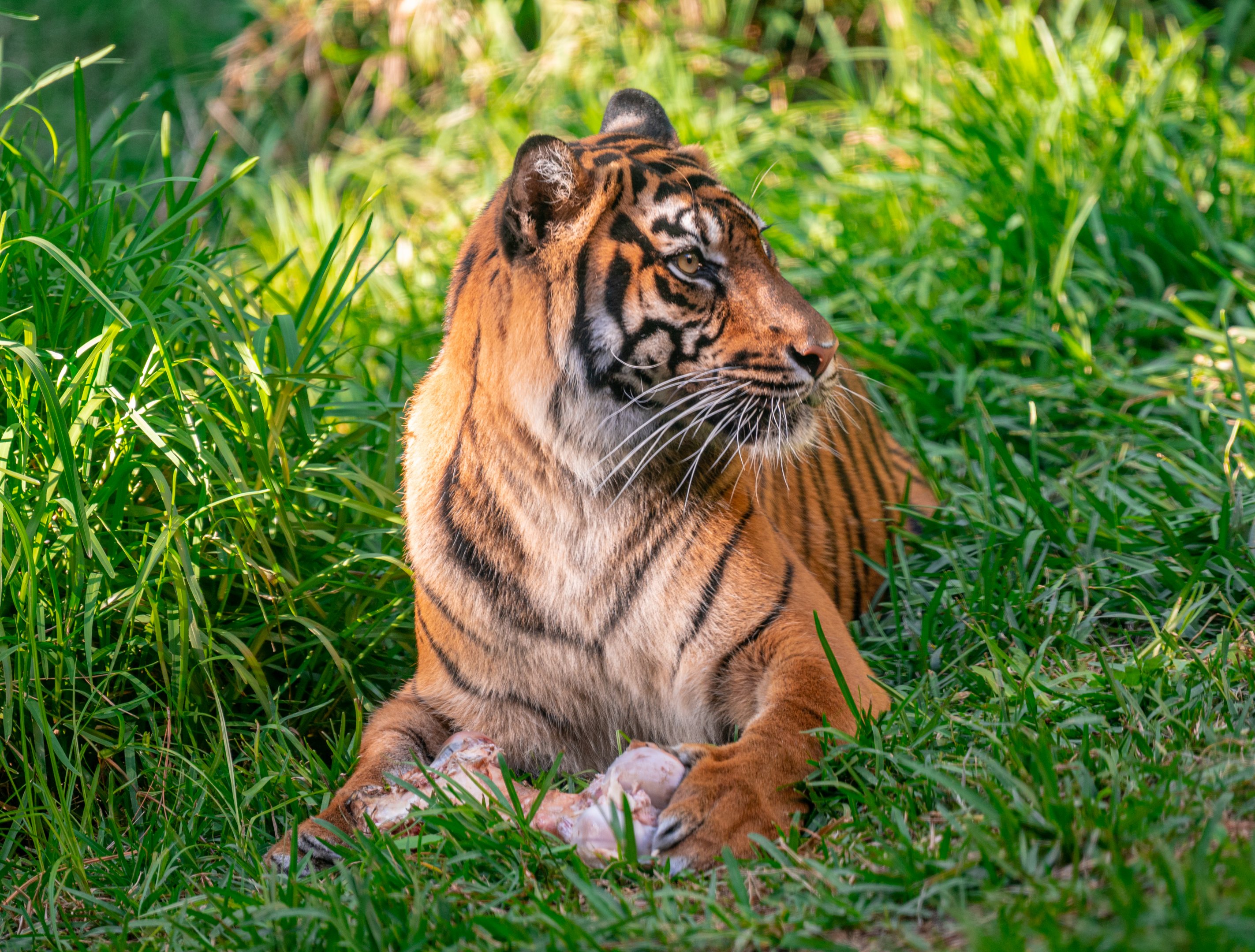 Jillian the Sumatran Tiger