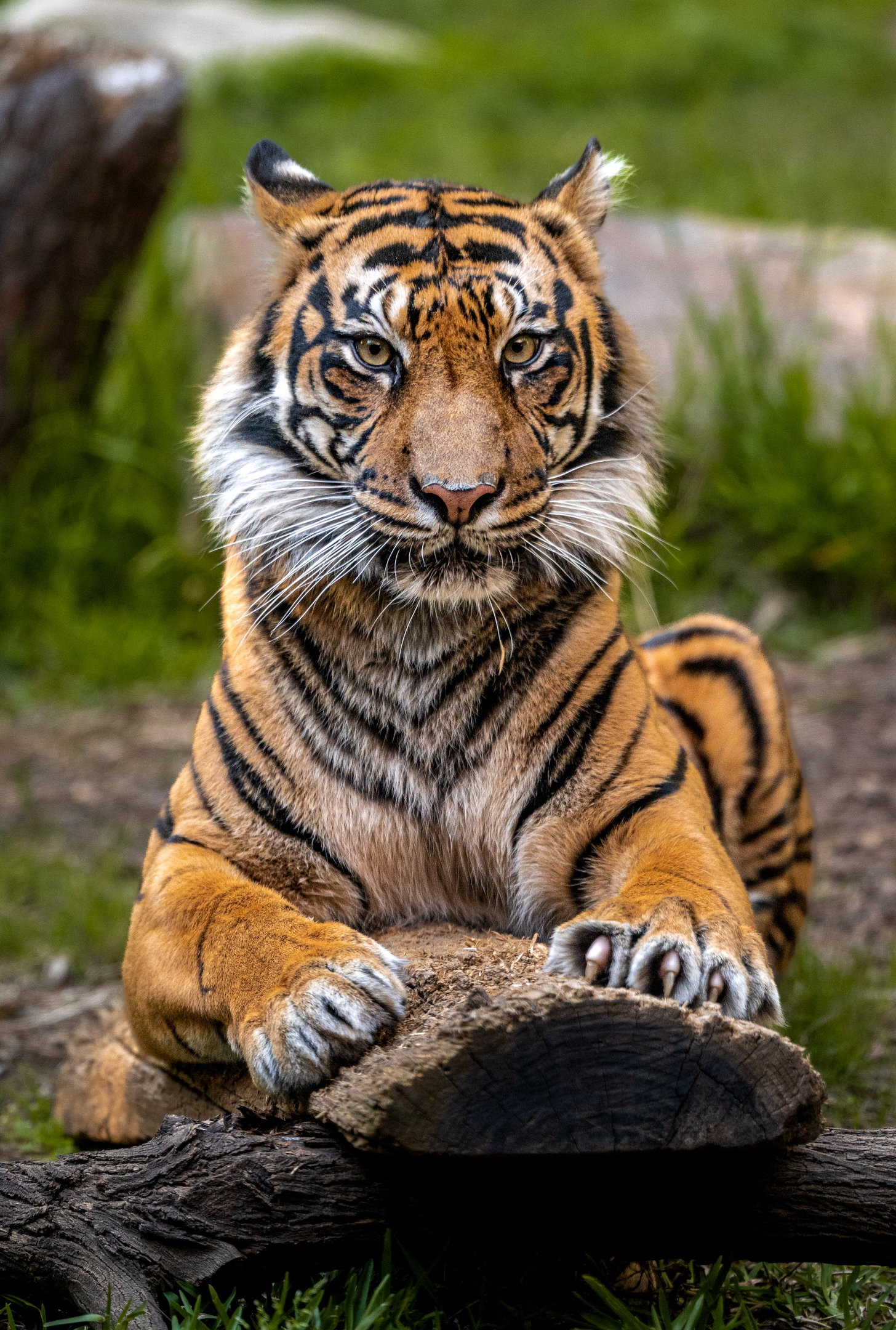 Jillian the Sumatran Tiger