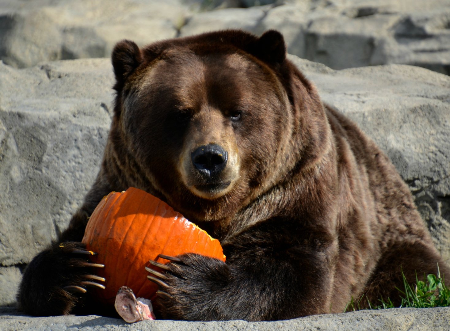 Jim and his pumpkin