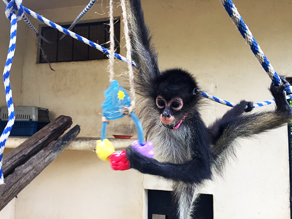 Jim, baby spider monkey. Rescue