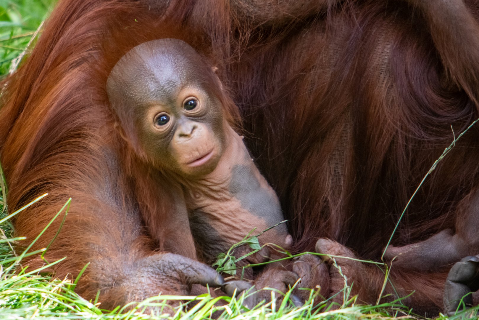 Jim - Bornean Orangutan