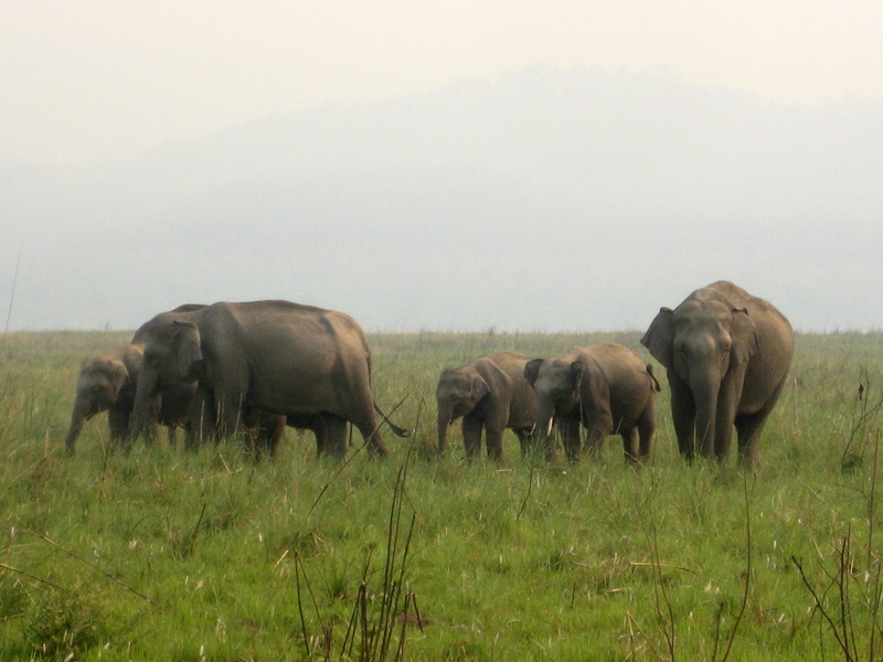 Jim Corbett National Park,India.