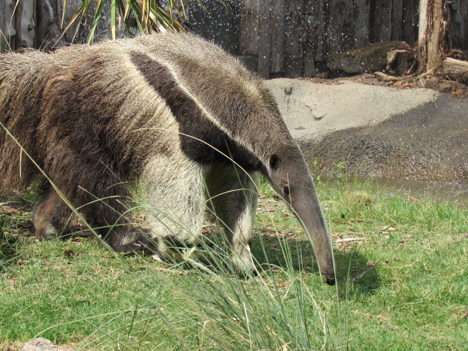 Jimi the Giant Anteater