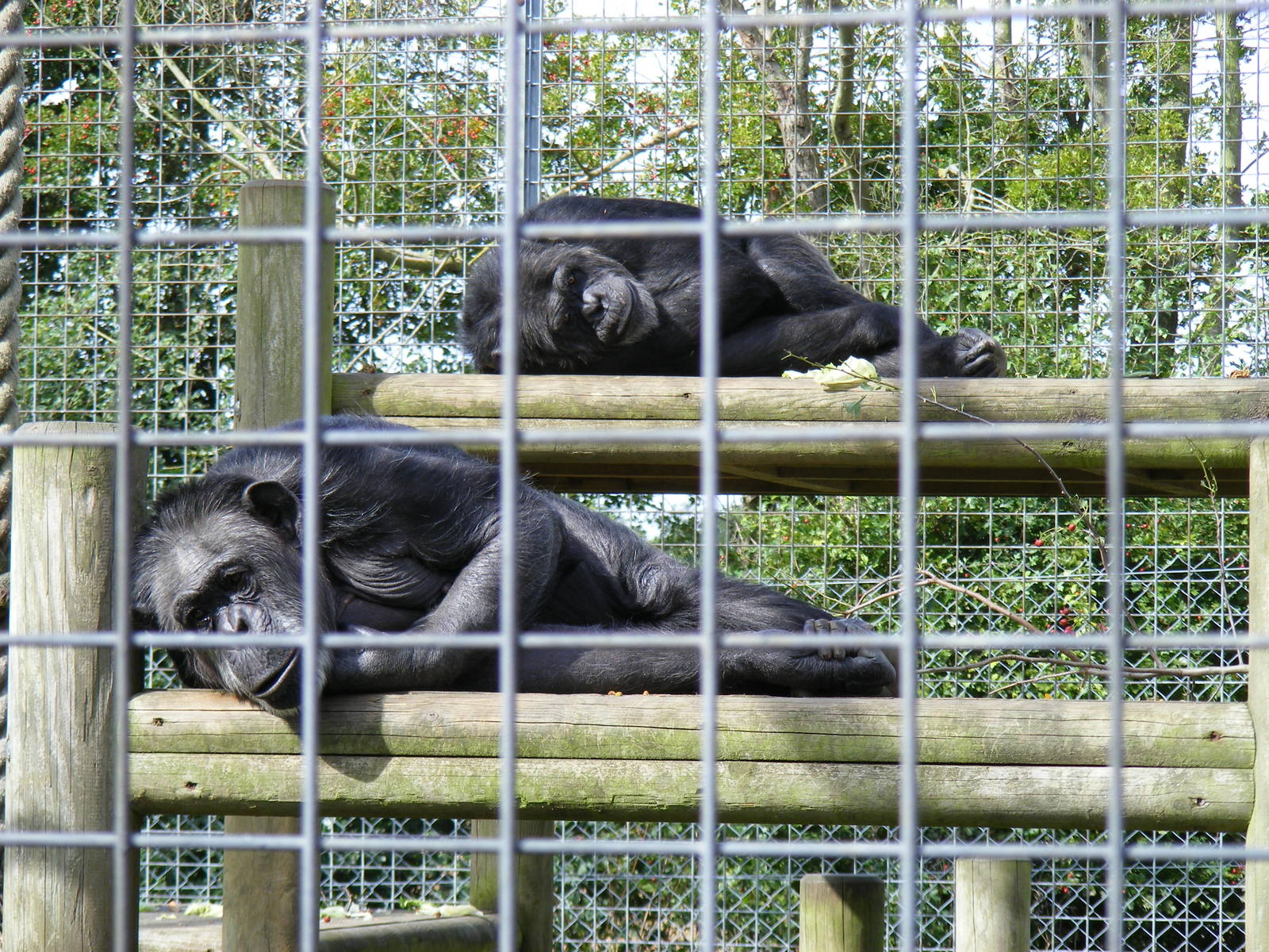Jimmy and Jill the chimpanzees at Africa Alive!, 13 September 2010