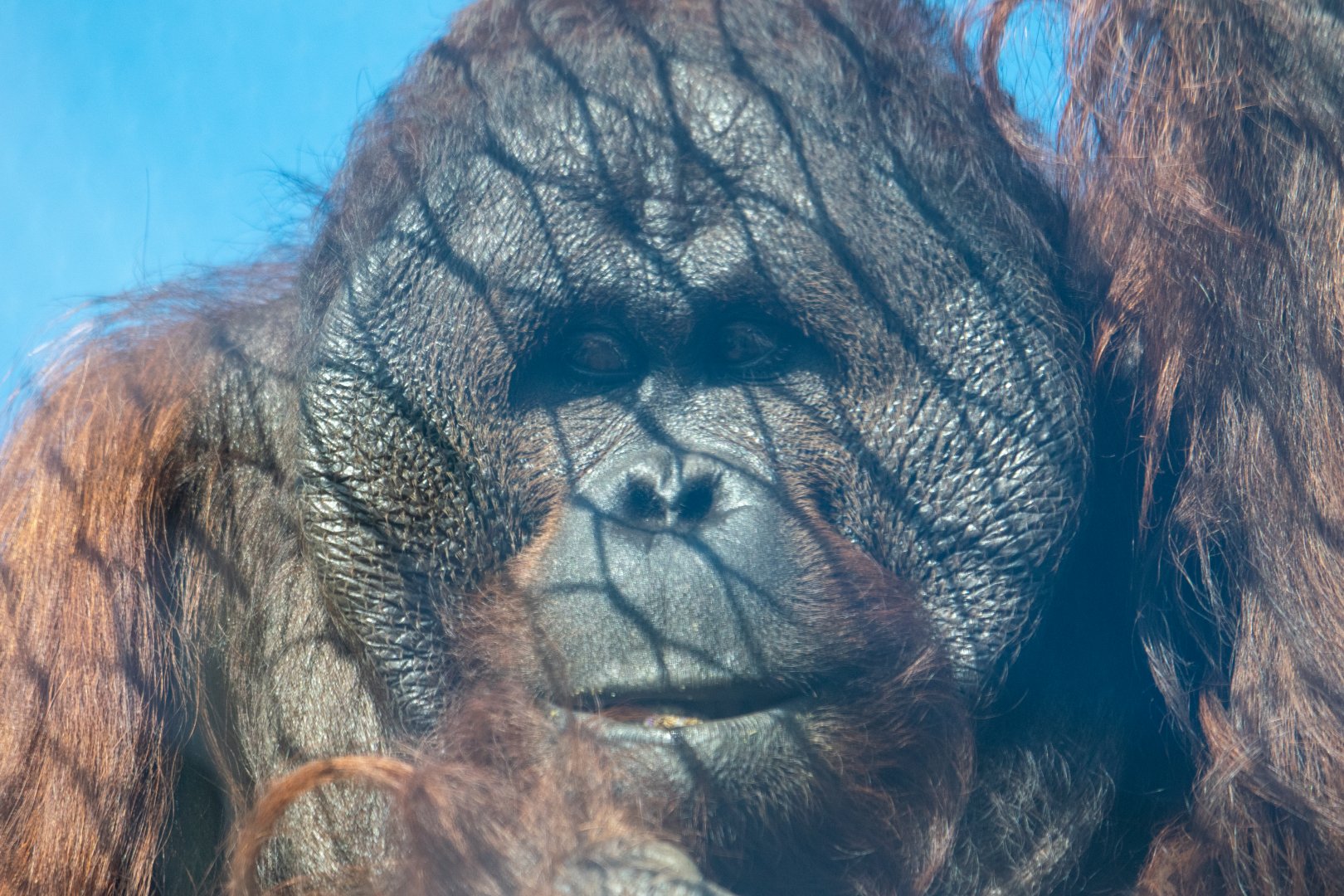 Jin - Bornean Orangutan