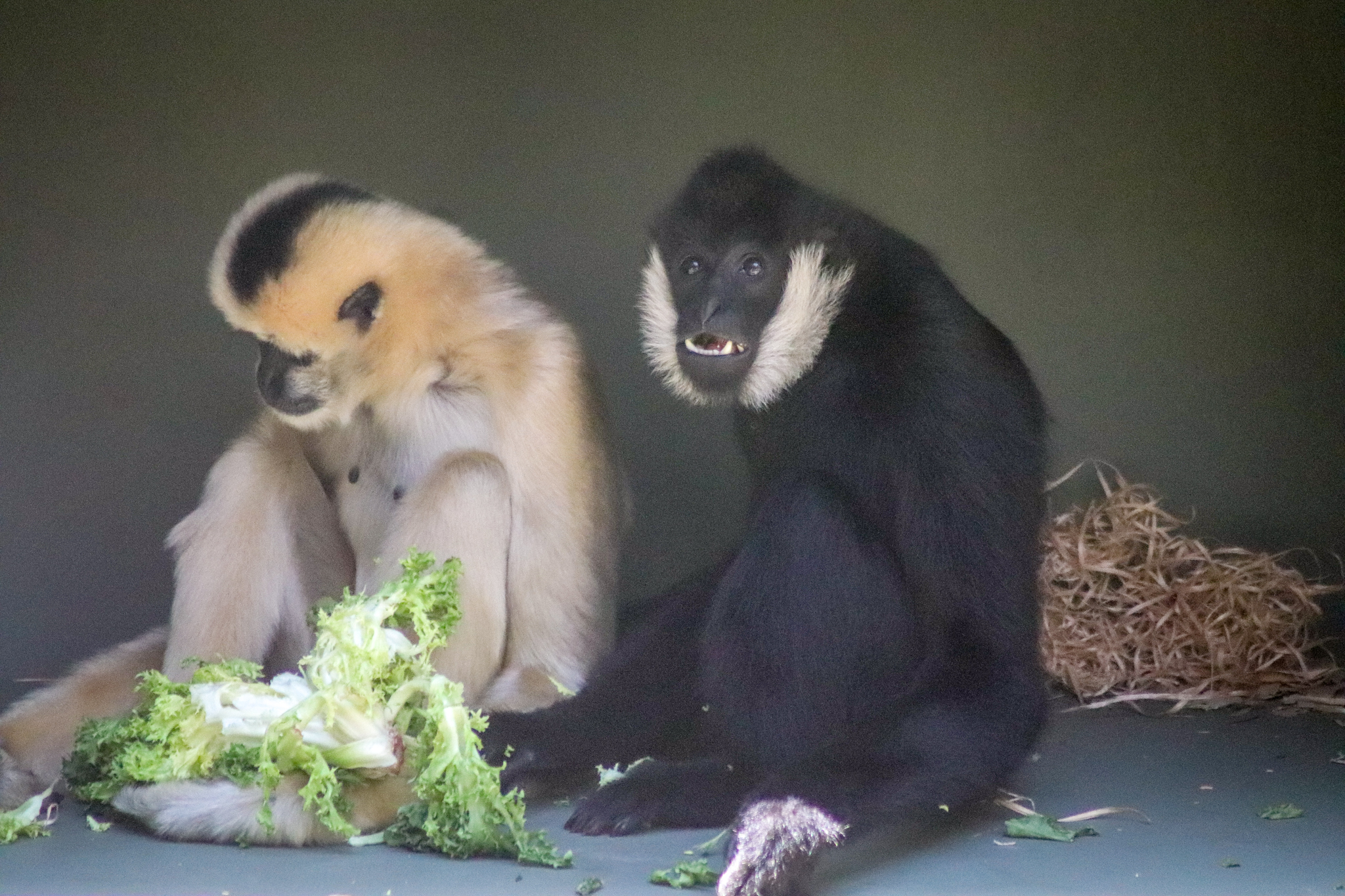 Jin-Huan and Li-Lian the  White-cheeked Gibbons (Nomascus leucogenys) - December 2018