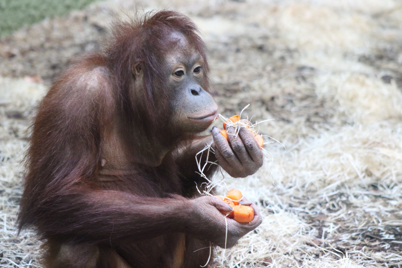 Jingga - Blackpool's new Orangutan
