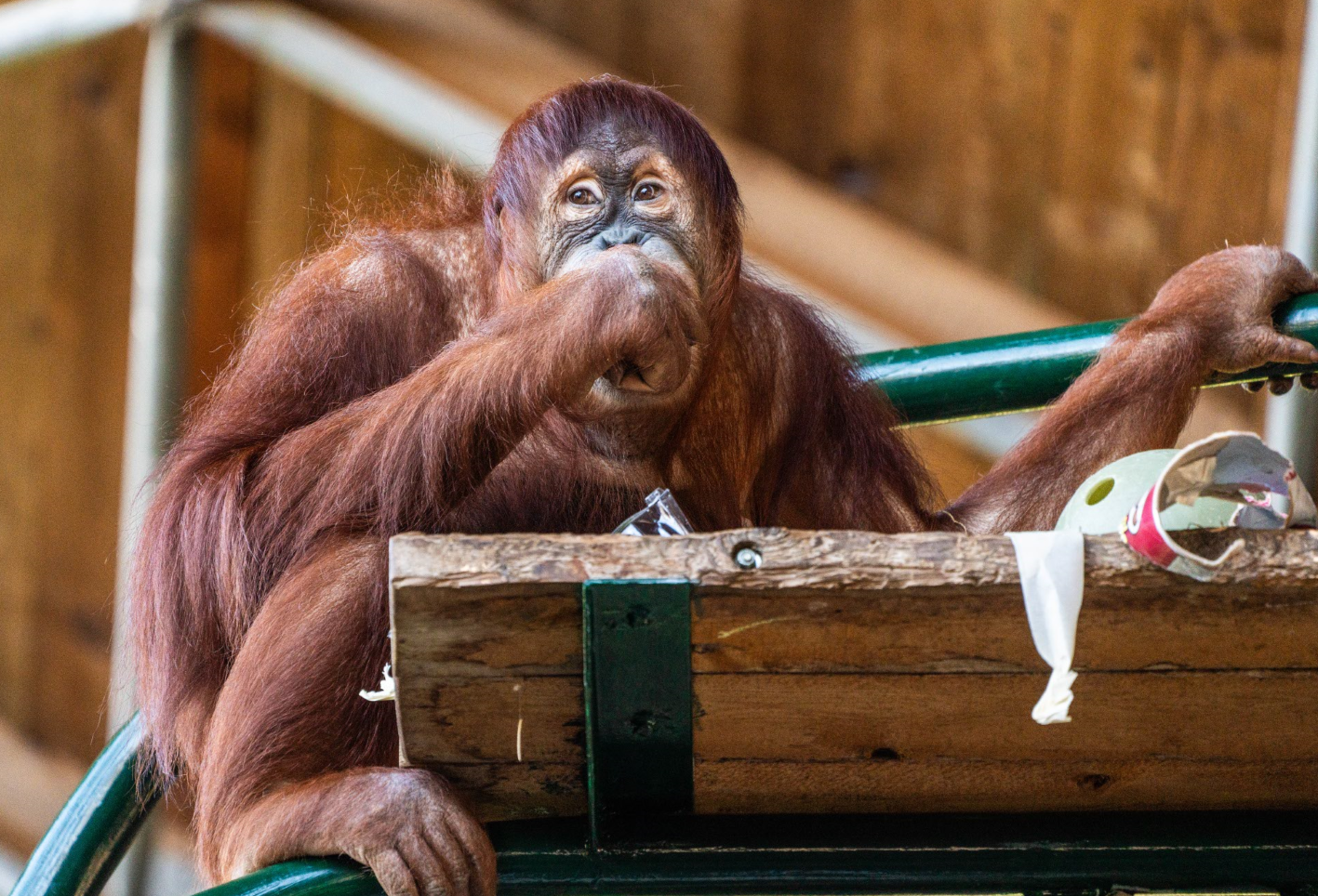 Jingga the female Sumatran Orangutan