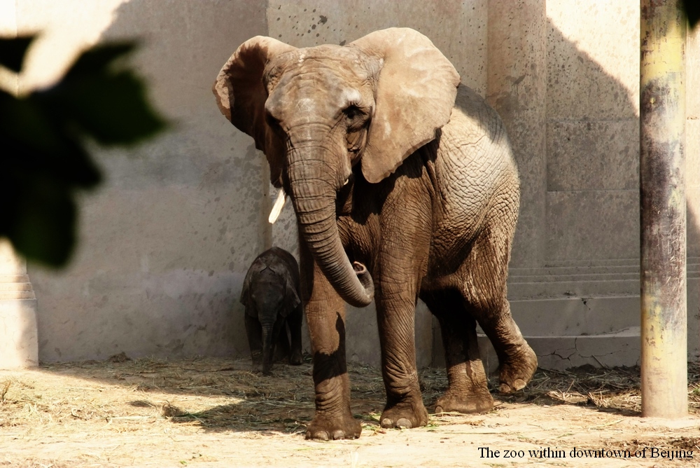 Jingjing the African elephant and her baby