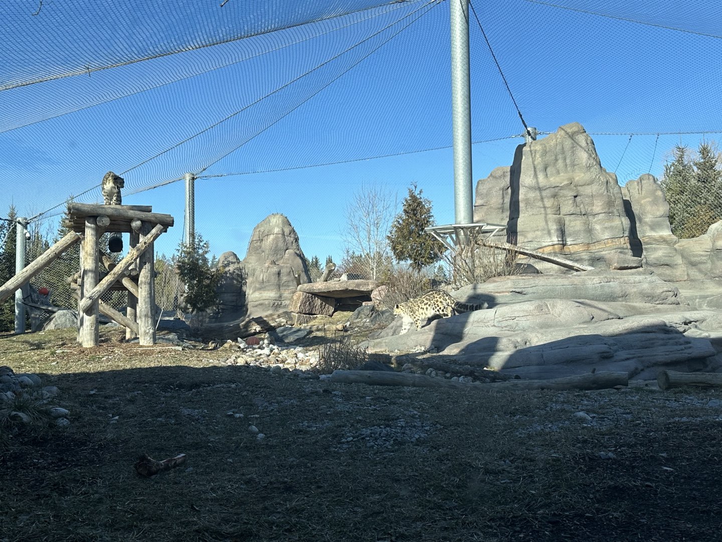 Jita and Pemba the Snow Leopards