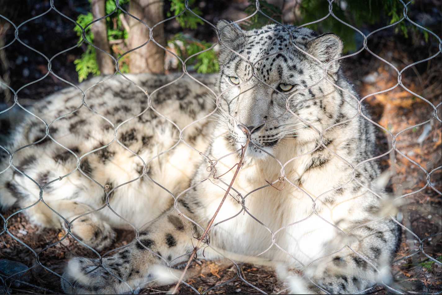 Jita the female Snow Leopard