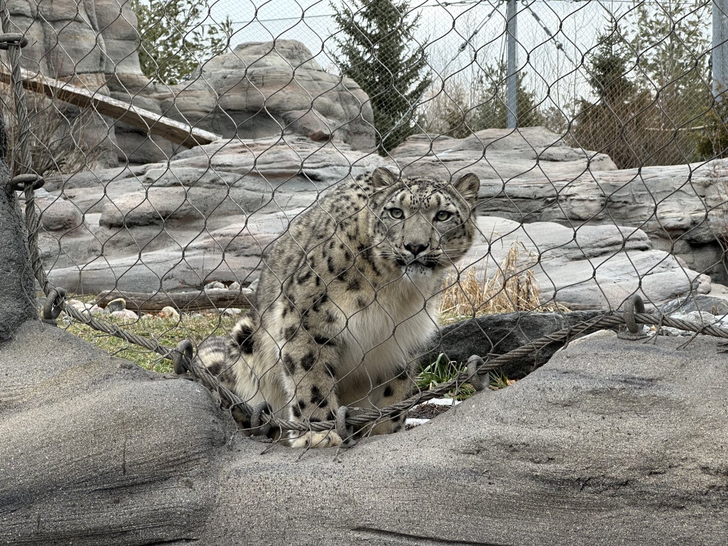 Jita the Snow Leopard.