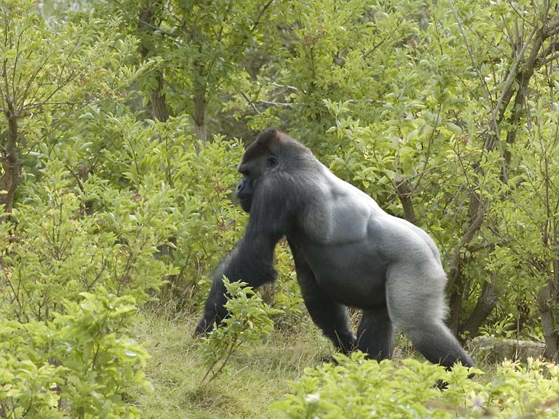 Jitu on Gorilla Mountain, Blackpool