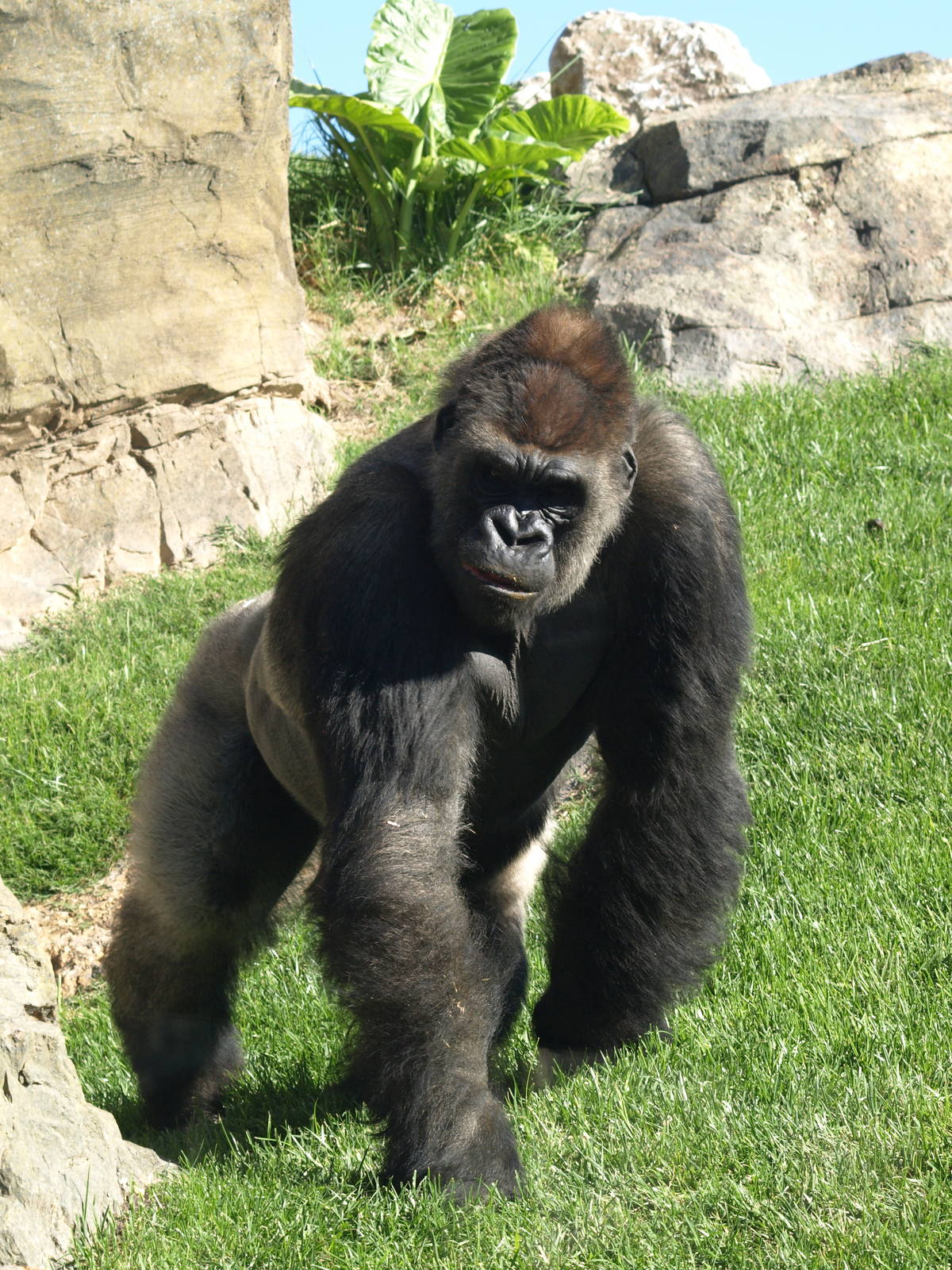 Jitu walking arround