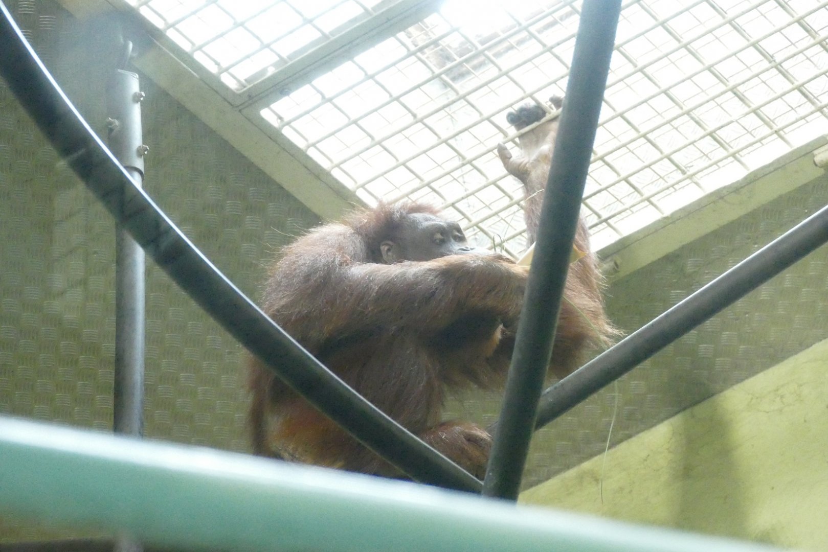 Jiwa with enrichment, June 2018