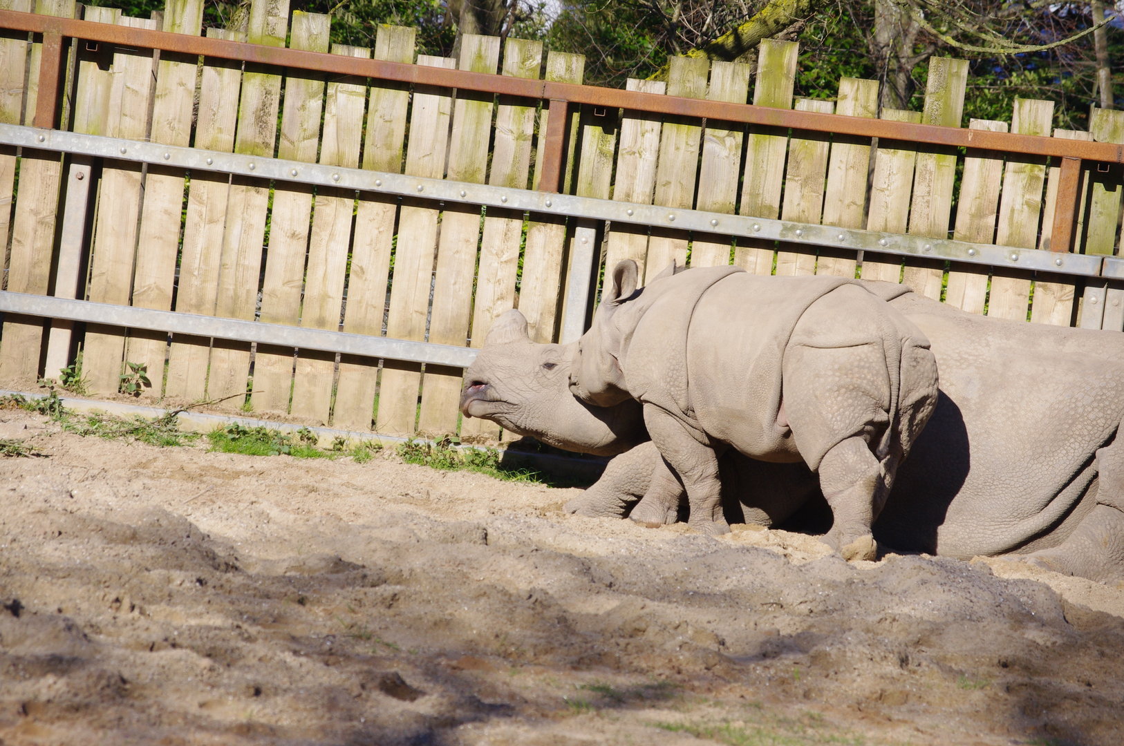 Jiya- Greater one-horned rhino calf and mum, Asha- Chester Zoo 4/4/2023