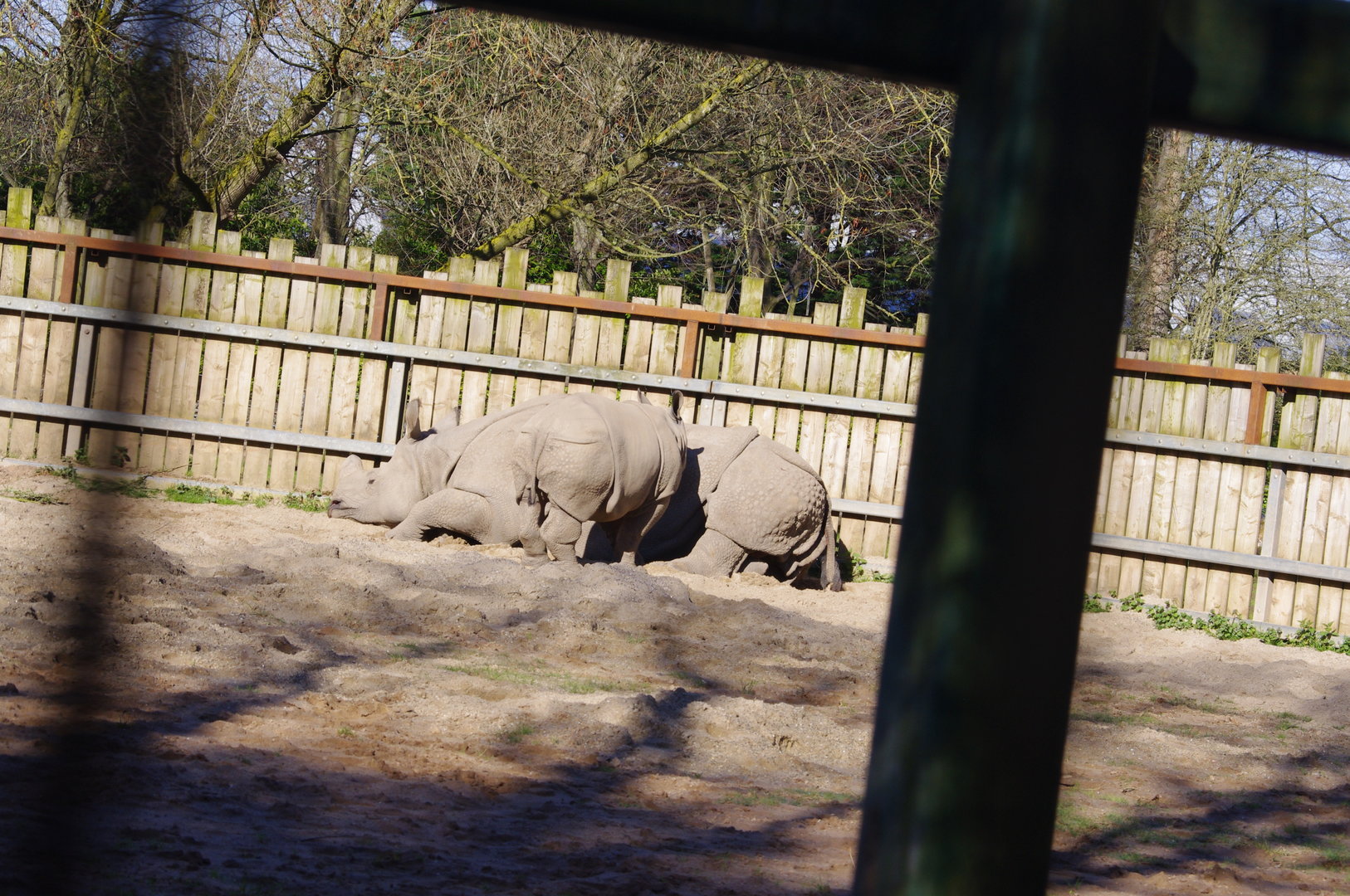 Jiya- Greater one-horned rhino calf and mum, Asha- Chester Zoo 4/4/2023