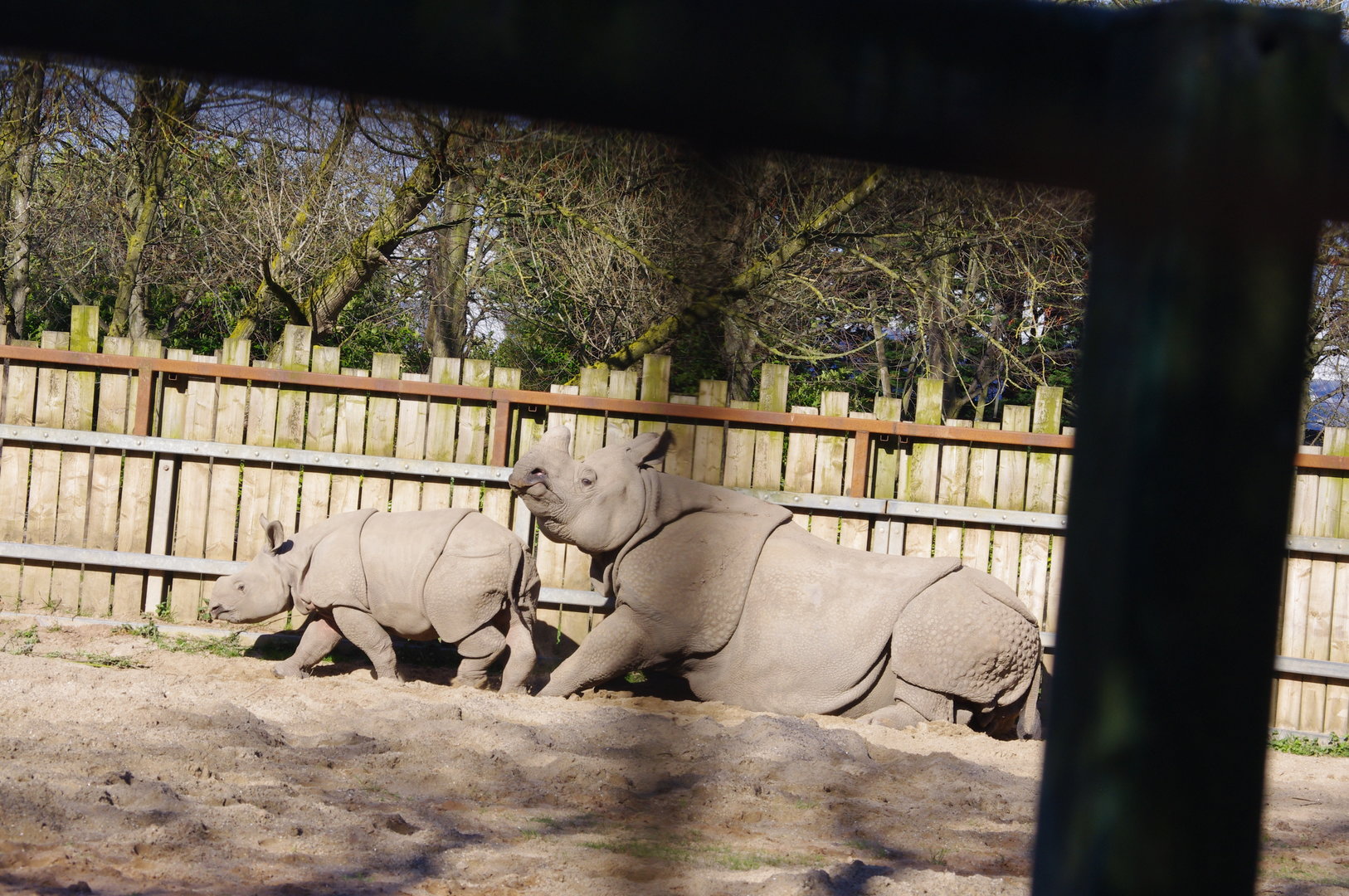 Jiya- Greater one-horned rhino calf and mum, Asha- Chester Zoo 4/4/2023