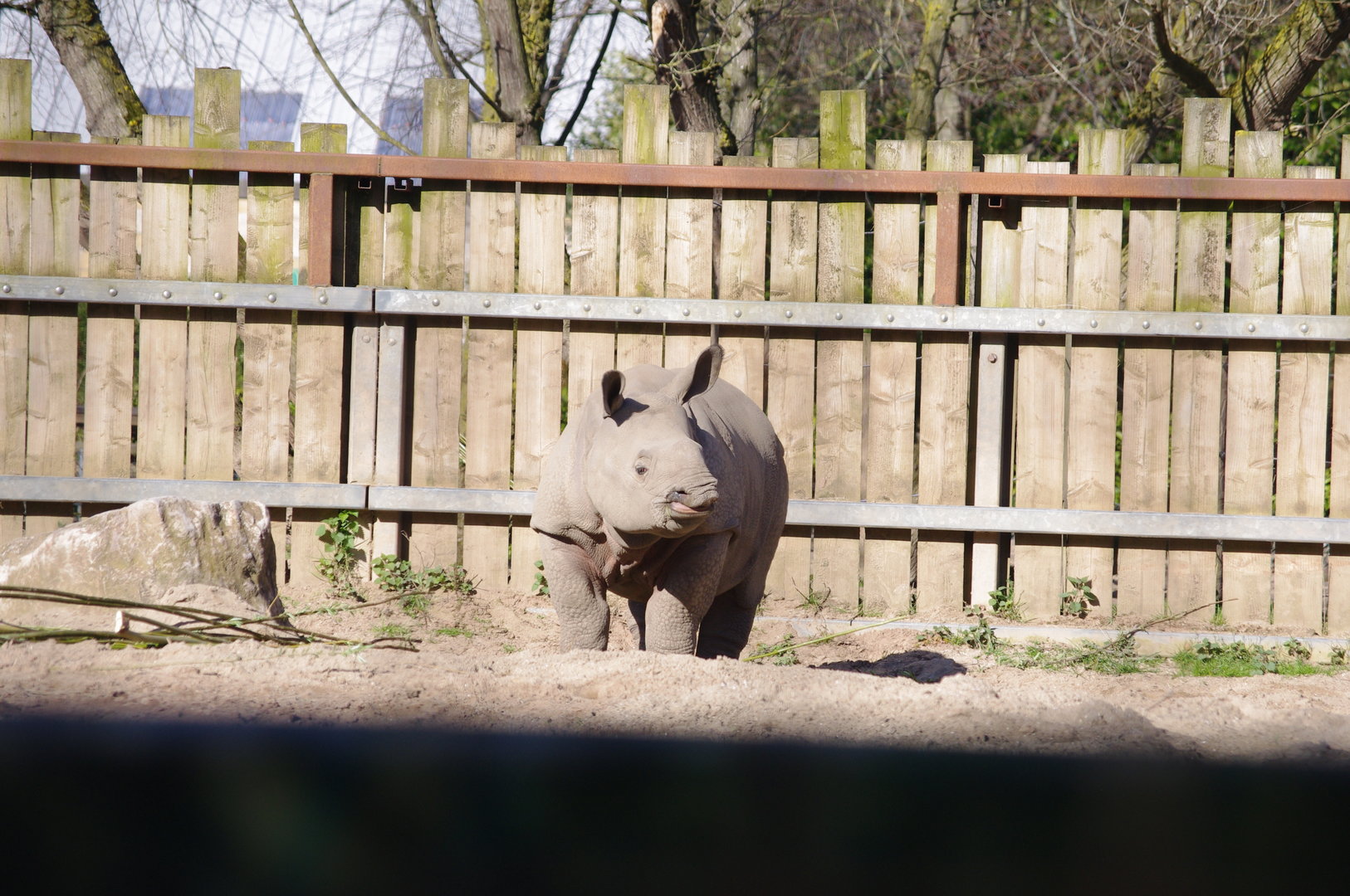 Jiya- Greater one-horned rhino calf- Chester Zoo 4/4/2023