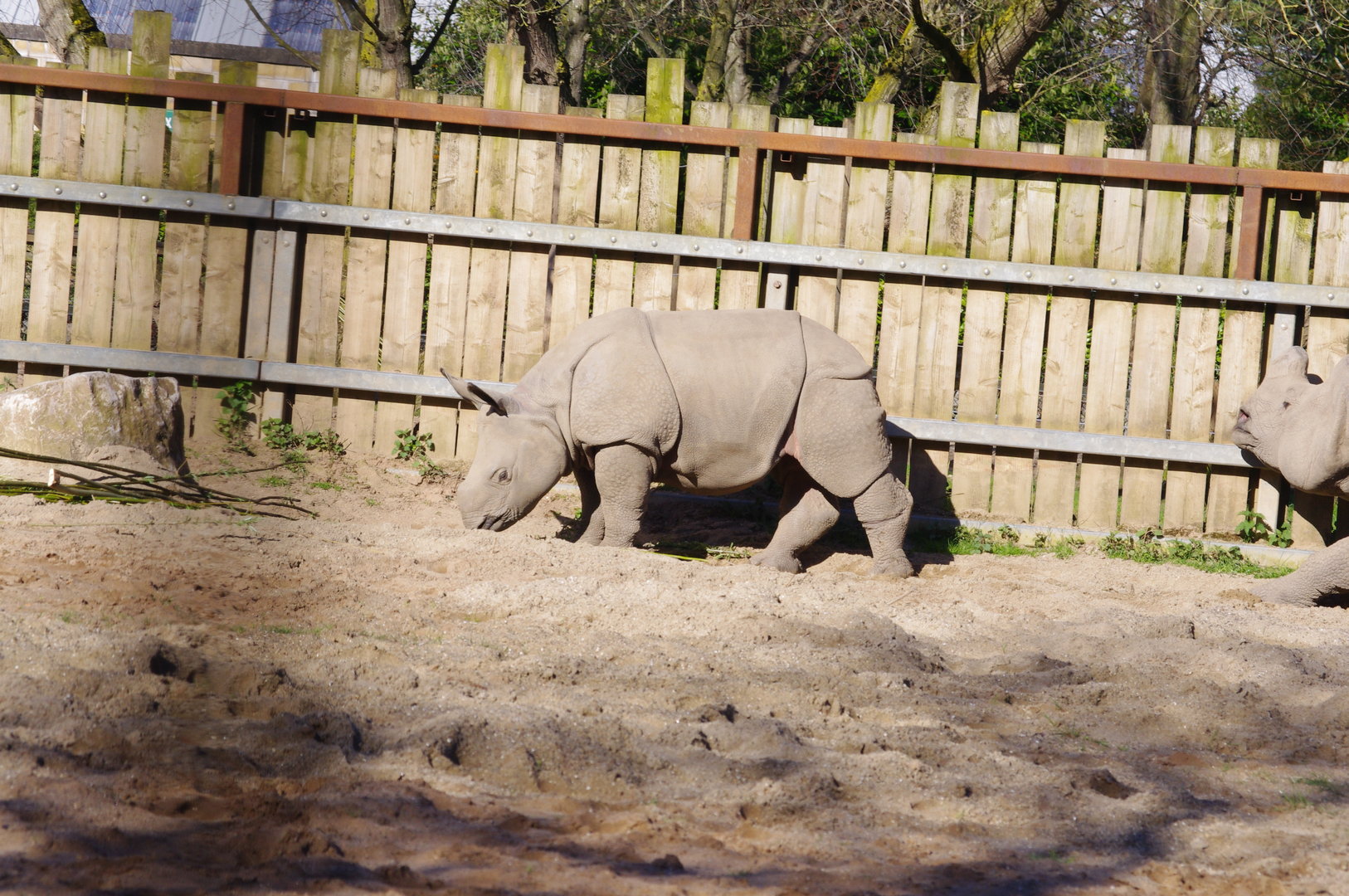 Jiya- Greater one-horned rhino calf- Chester Zoo 4/4/2023