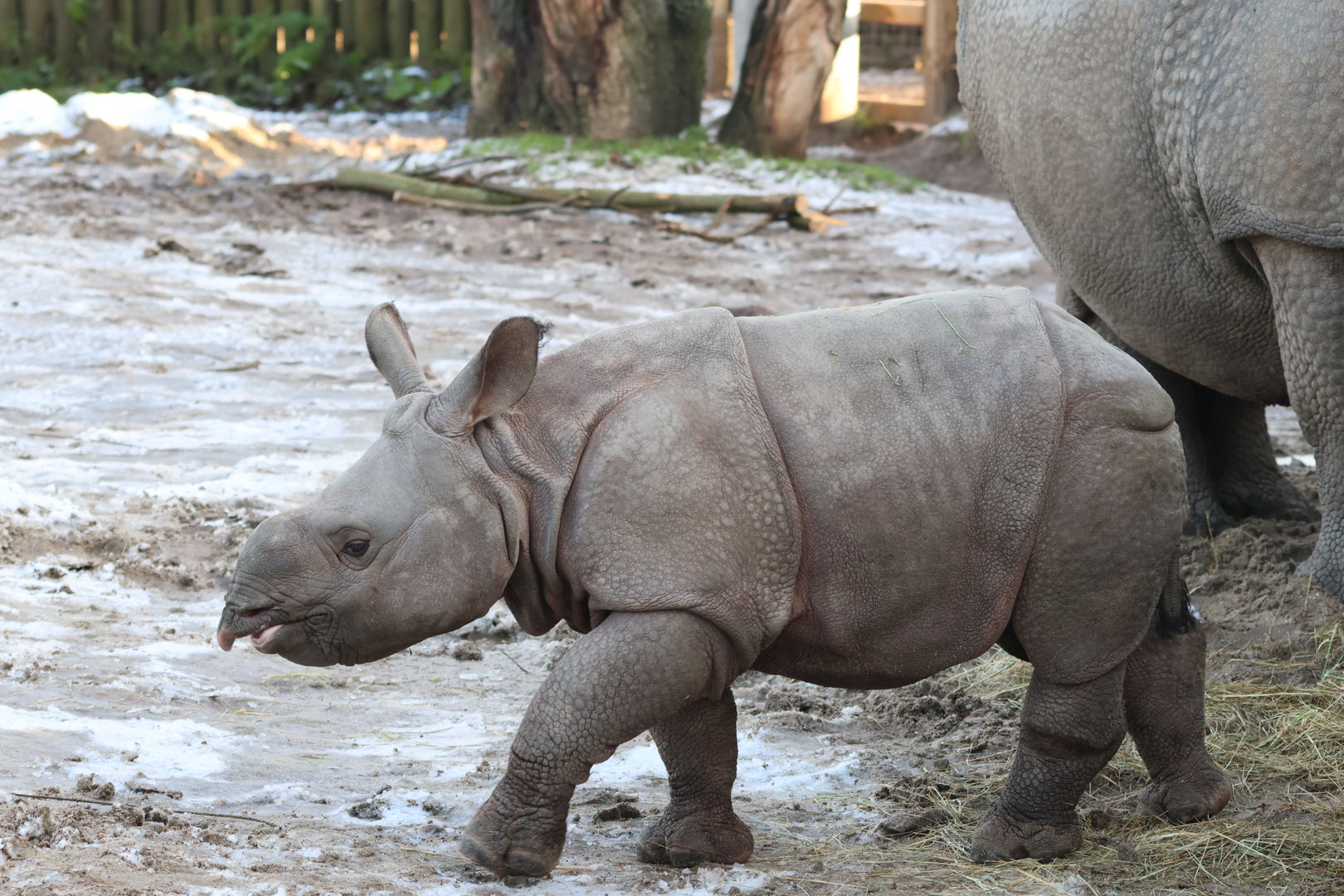 Jiya - One Horned Rhino