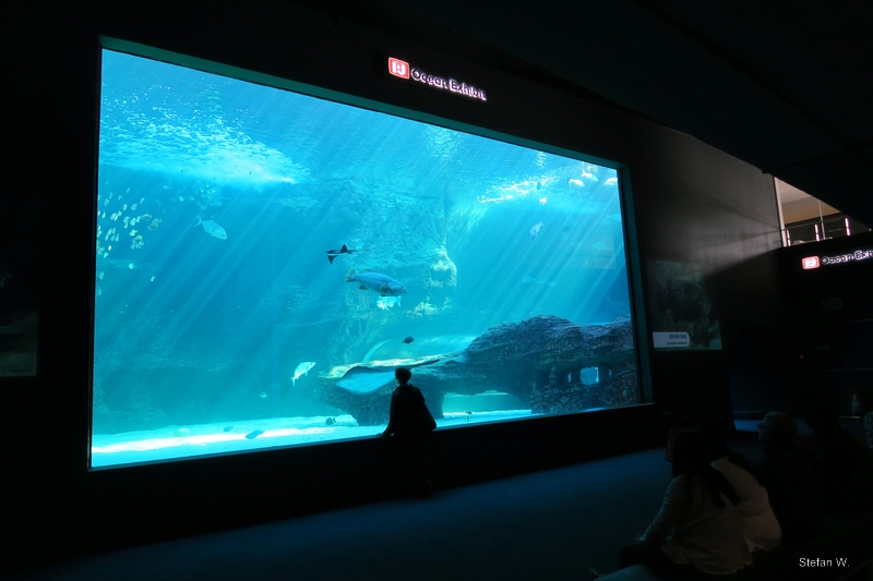 JJ Ocean Exhibit
