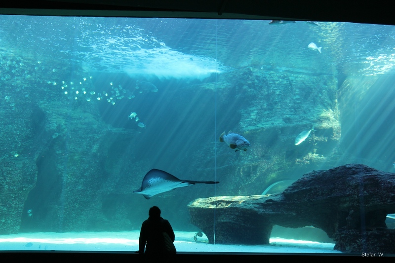 JJ Ocean Exhibit