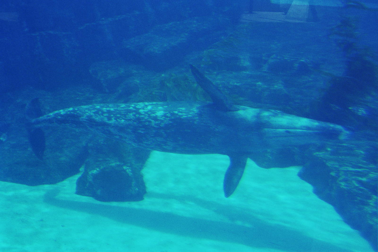 JJ the gray whale (Eschrichtius robustus)