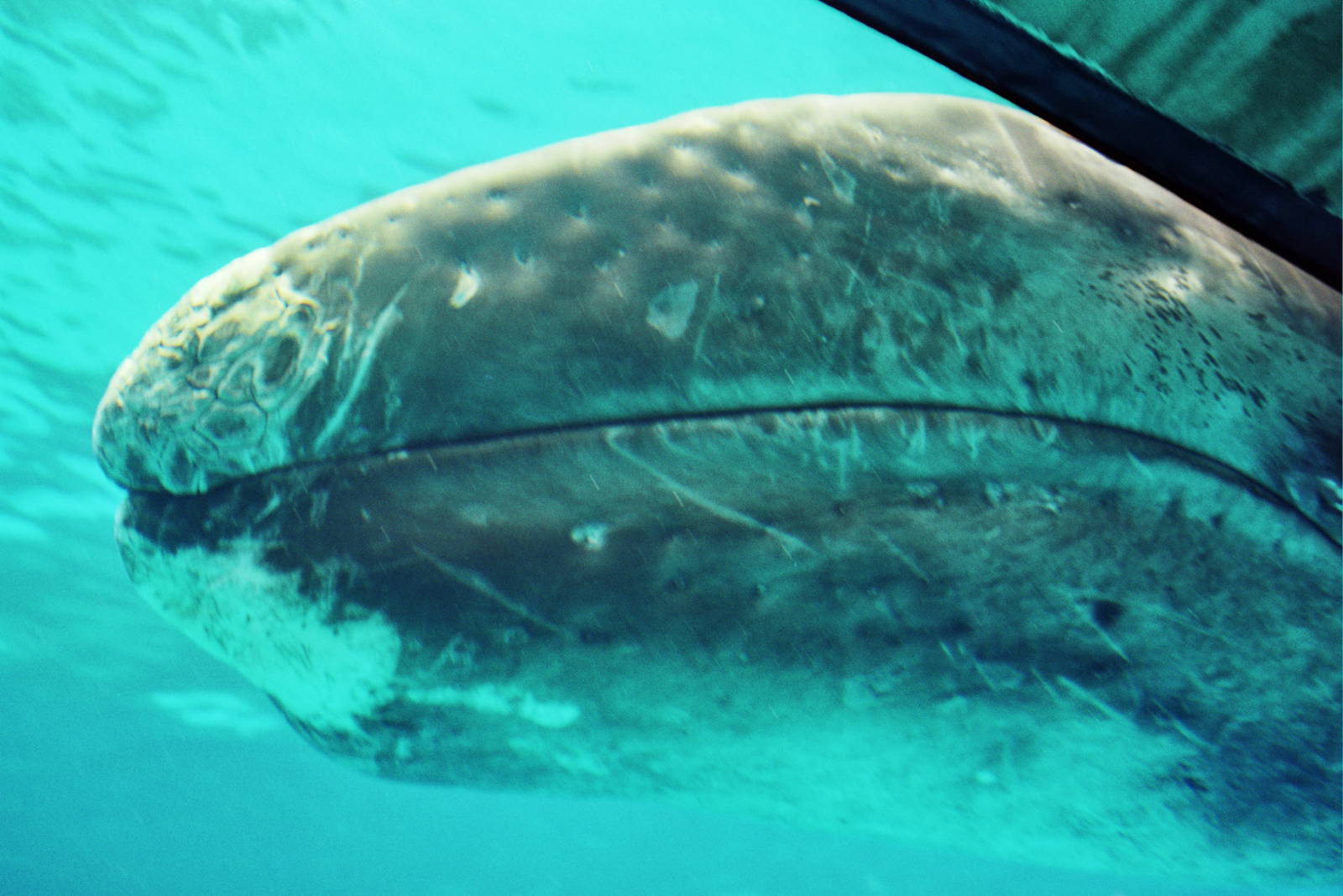 JJ the gray whale (Eschrichtius robustus)