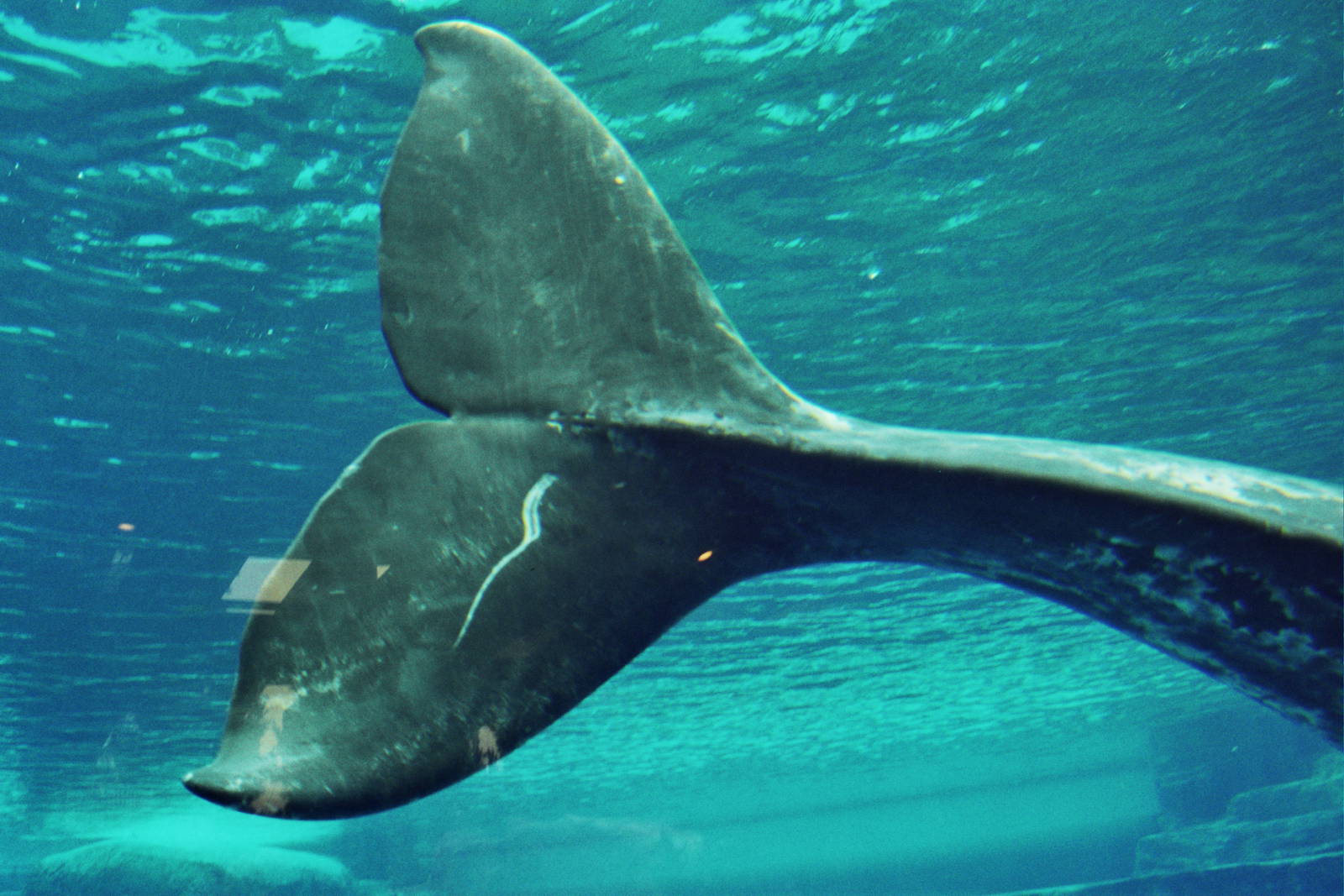 JJ the gray whale (Eschrichtius robustus)