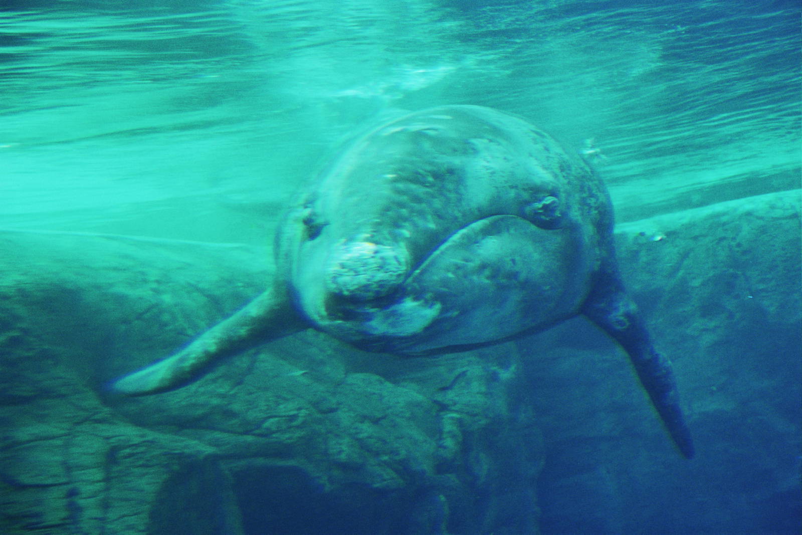 JJ the gray whale (Eschrichtius robustus)