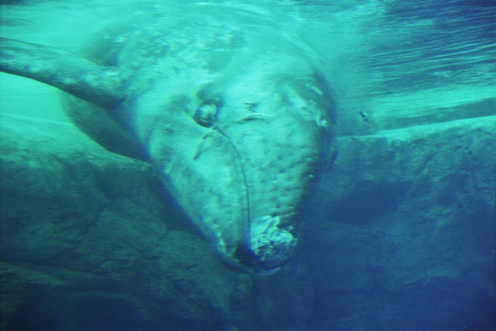 JJ the gray whale (Eschrichtius robustus)