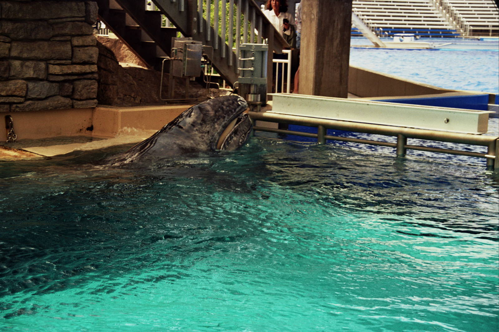 JJ the gray whale (Eschrichtius robustus)