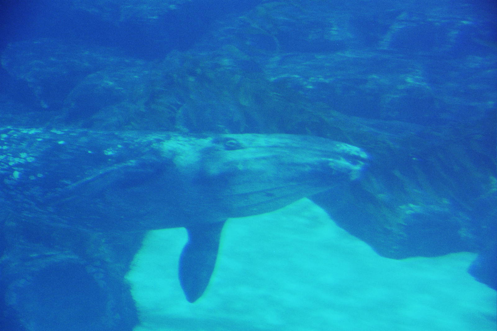 JJ the gray whale (Eschrichtius robustus)