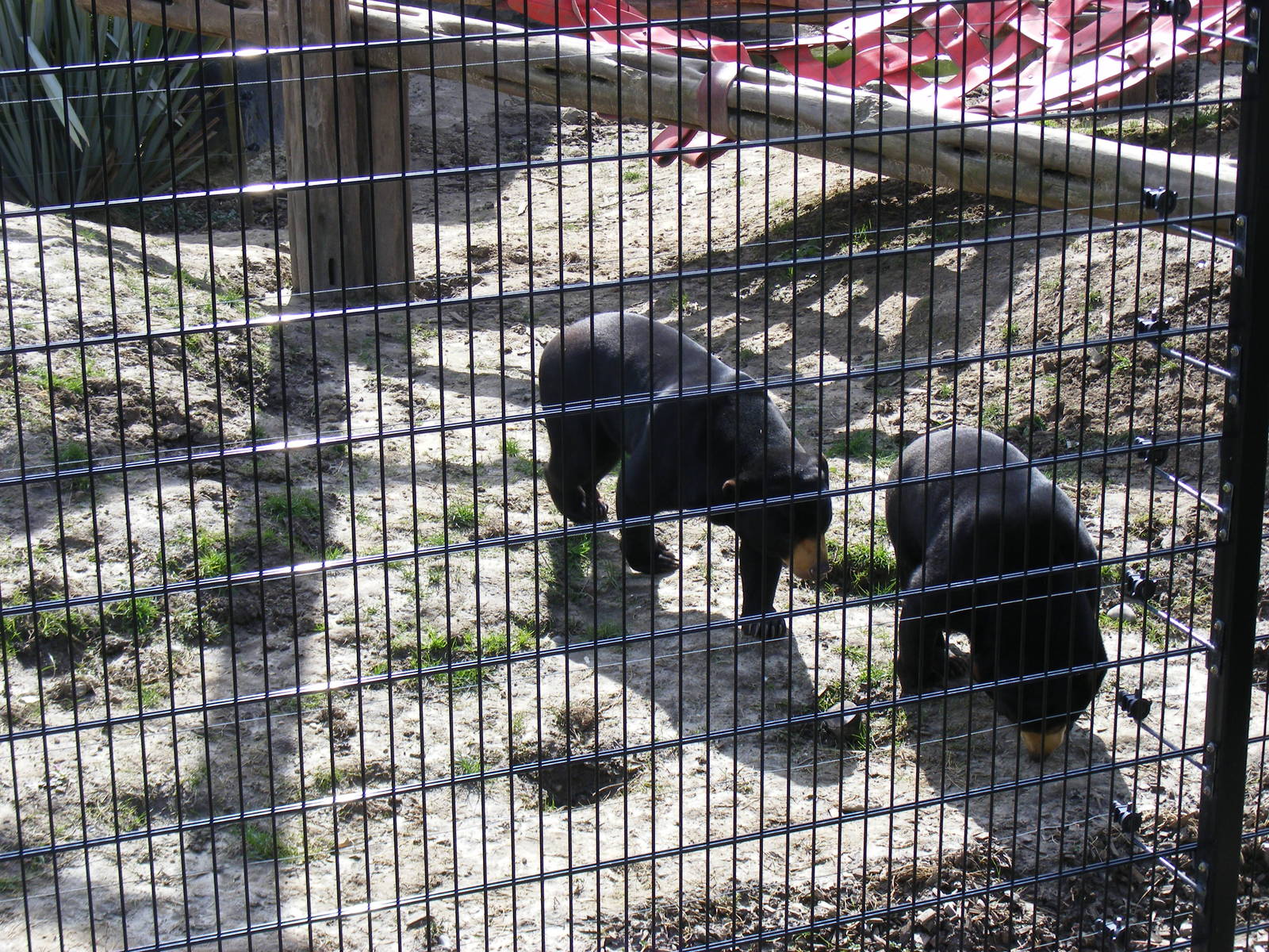 Jo-Jo and Srey Ya the Malayan sun bears at RSCC, 2 April 2010