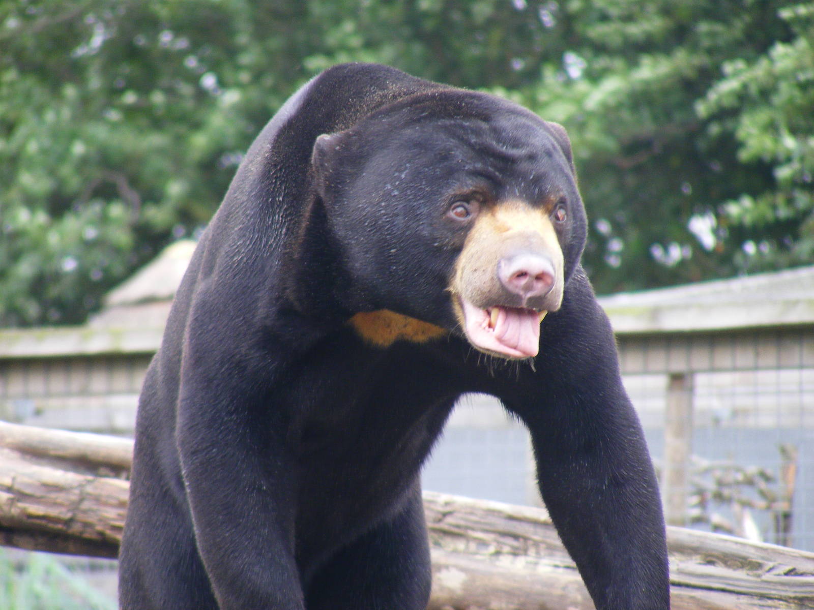 Jo-Jo the Malayan sun bear at RSCC, 15 August 2010
