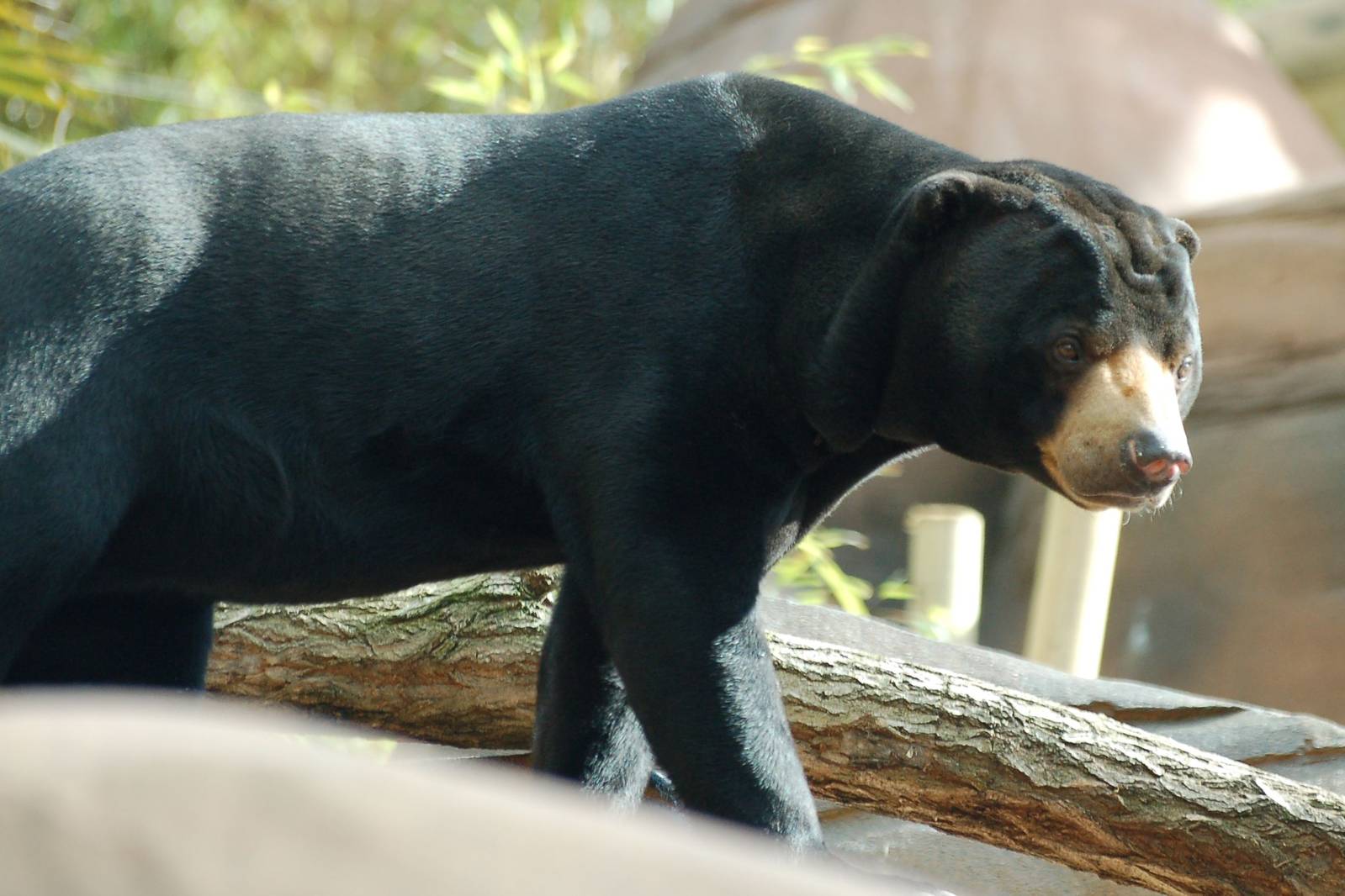 Jo Jo The Sun Bear