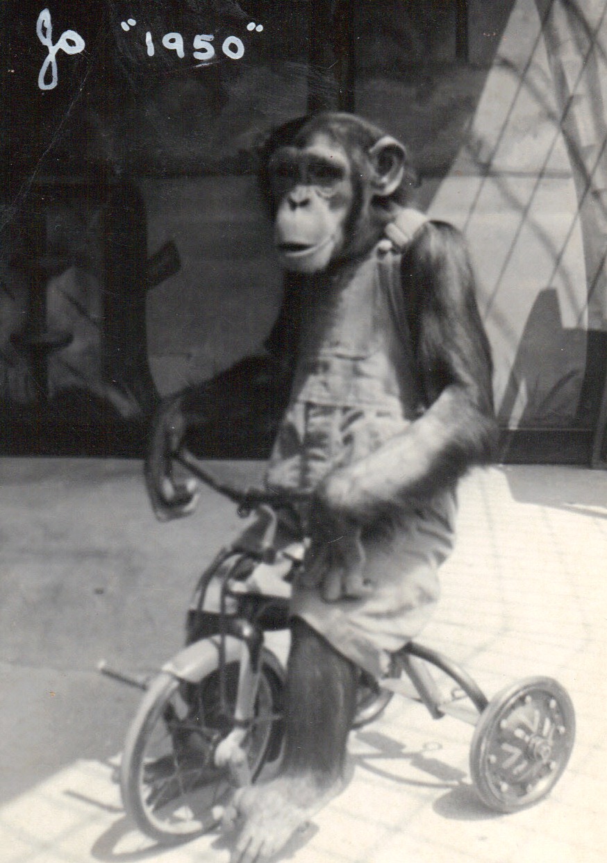 Jo Mendi II, Detroit Zoo chimpanzee, 1950