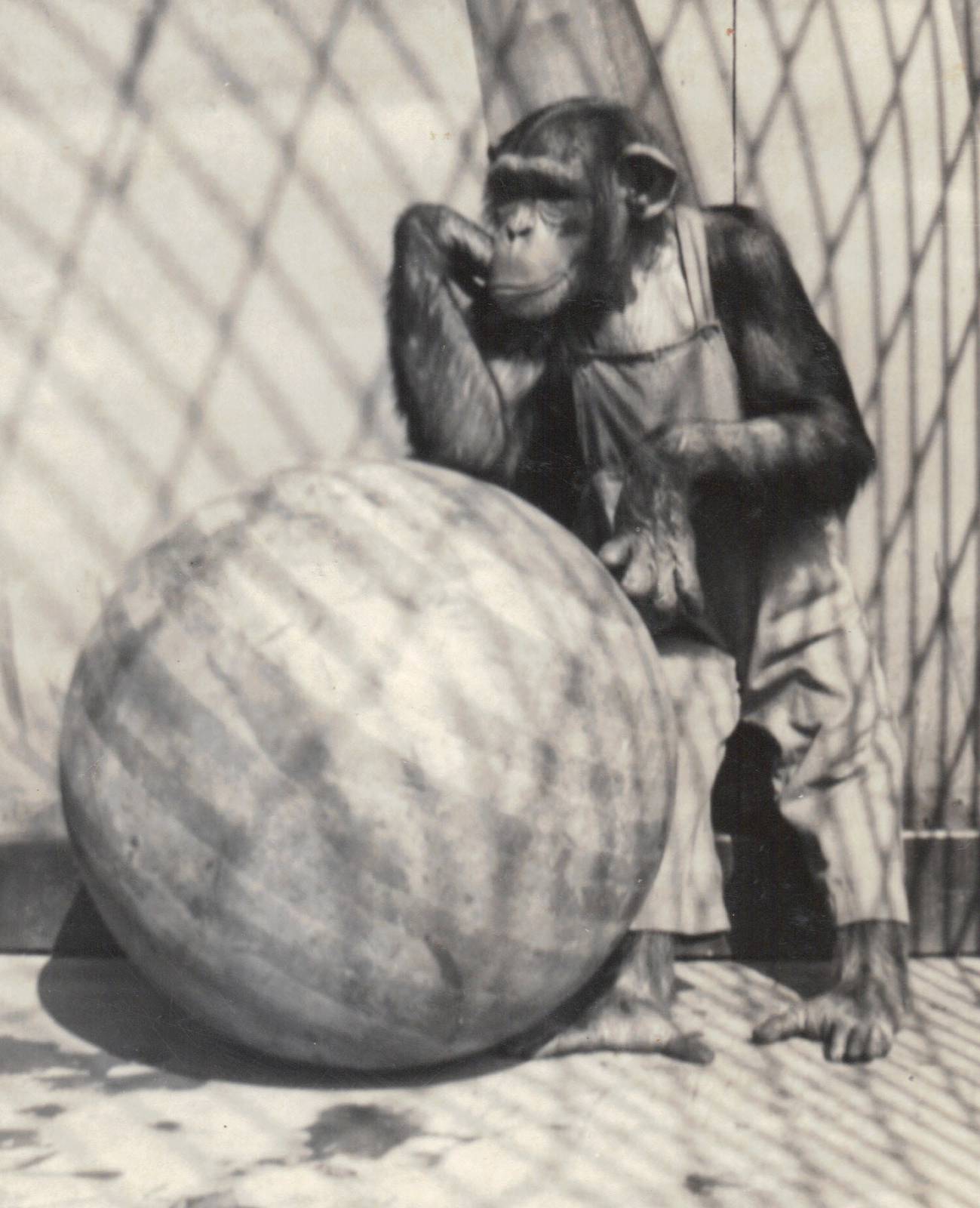 Jo Mendi II, Detroit Zoo chimpanzee, 1950