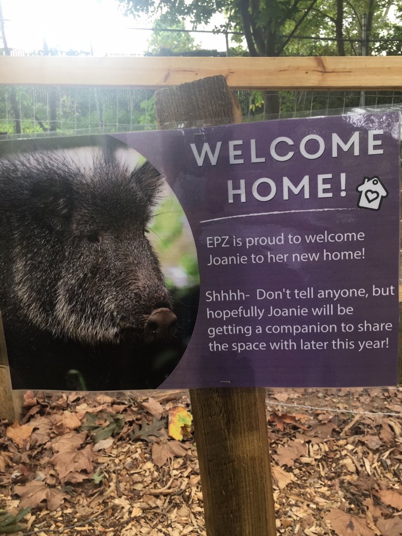 Joanie is getting a companion