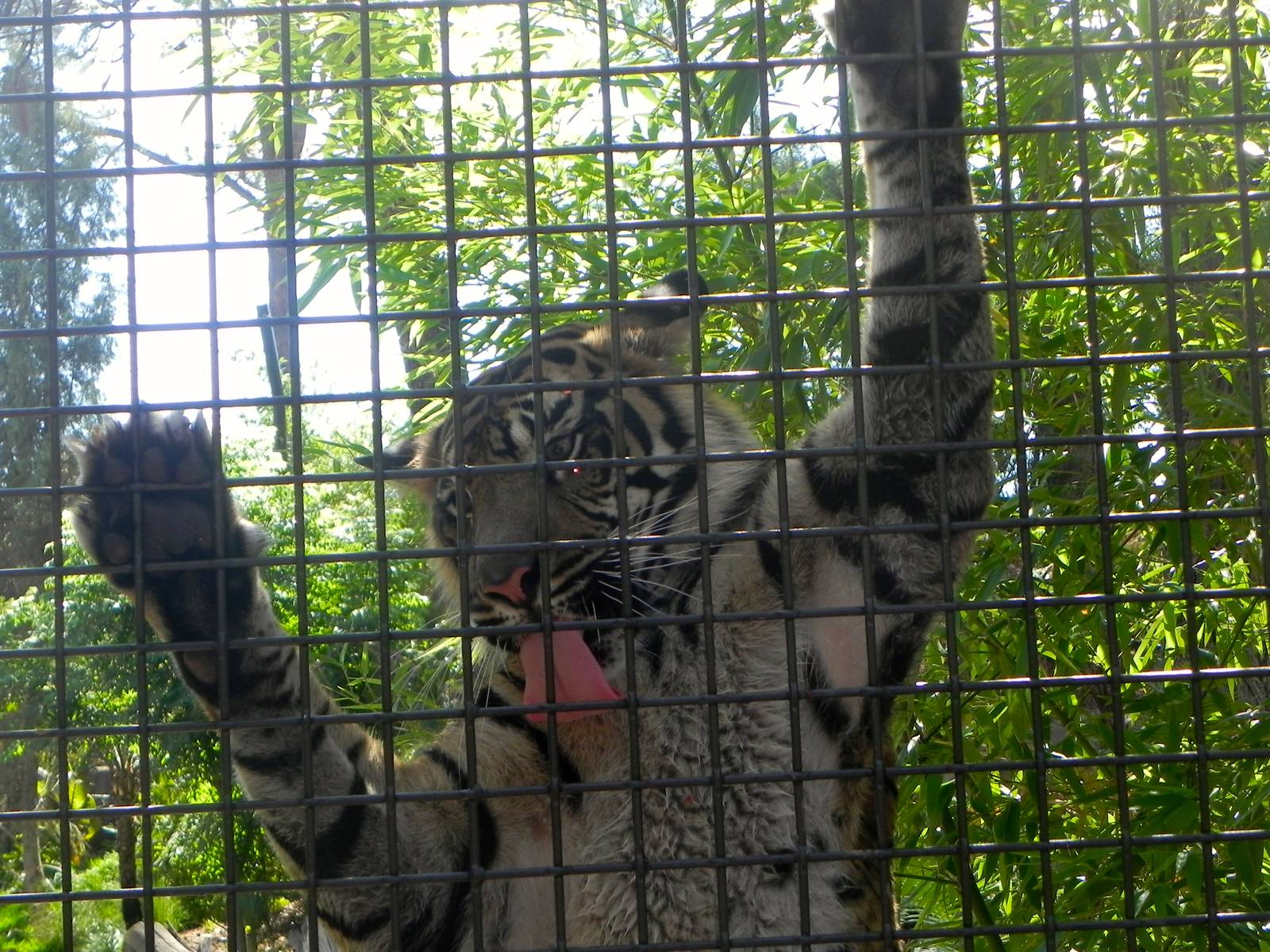 Joanne at the Interaction Wall Tiger Trail