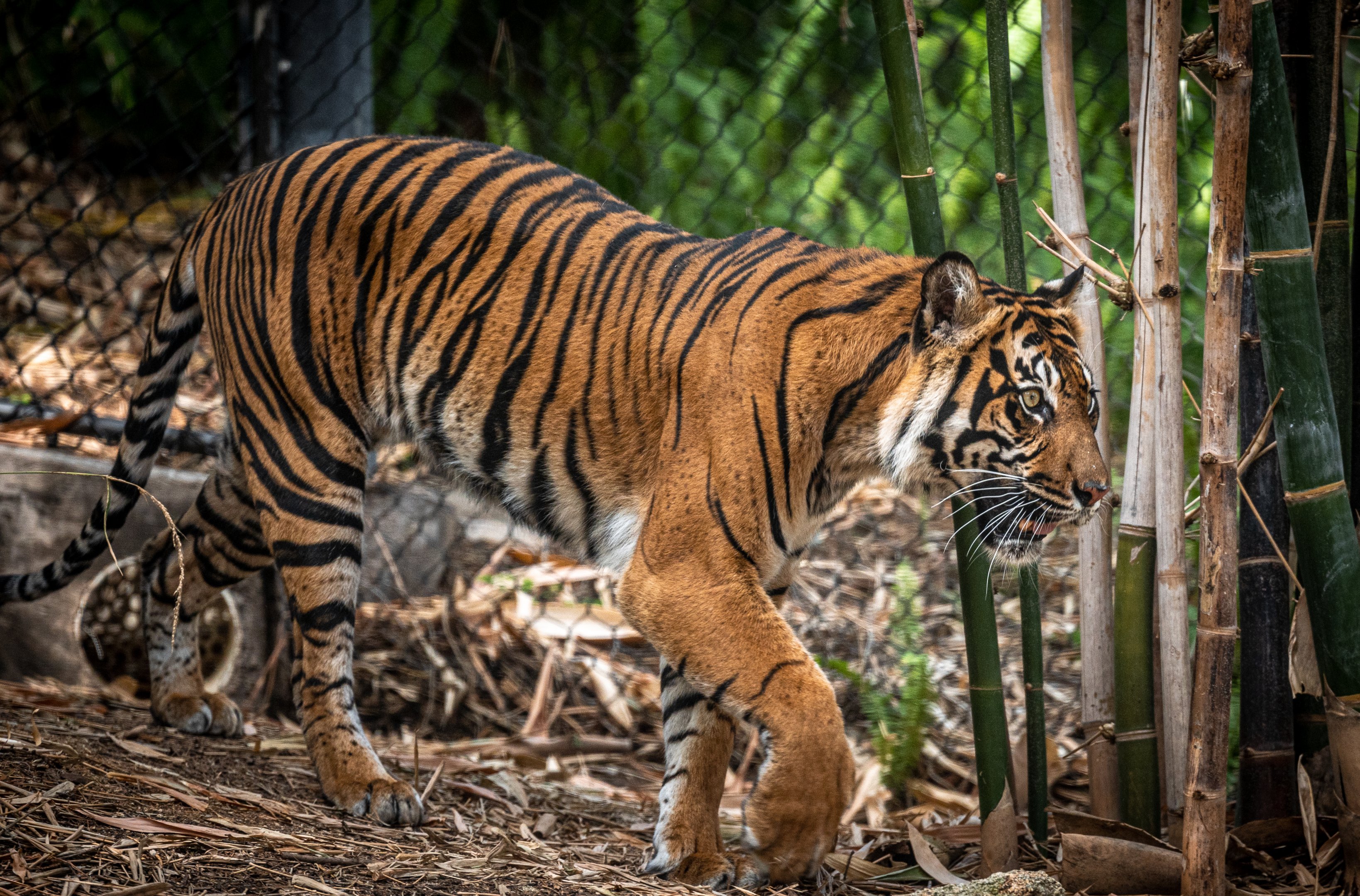Joanne the Sumatran Tiger