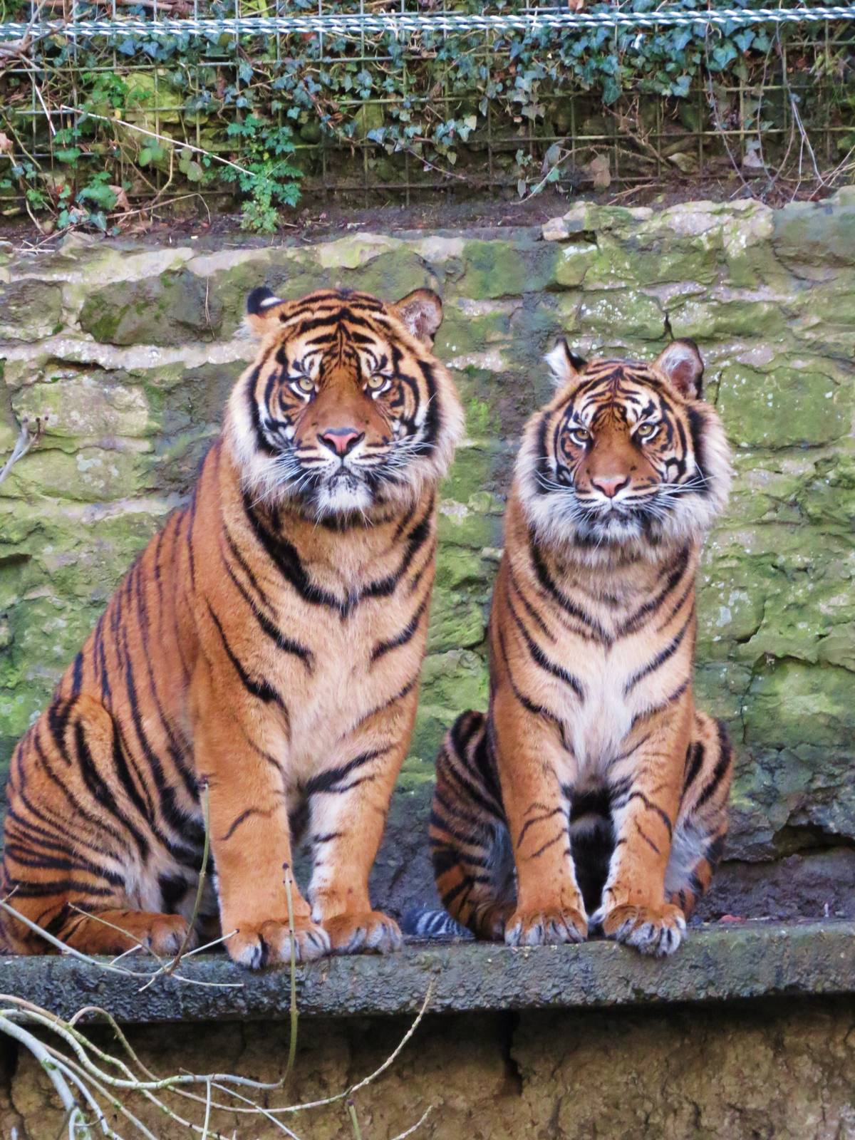 joao & daseep together