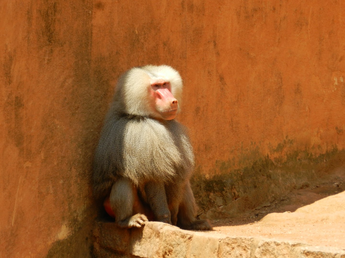 "João", the hamadryas baboon - Sorocaba zoo (PZMQB)