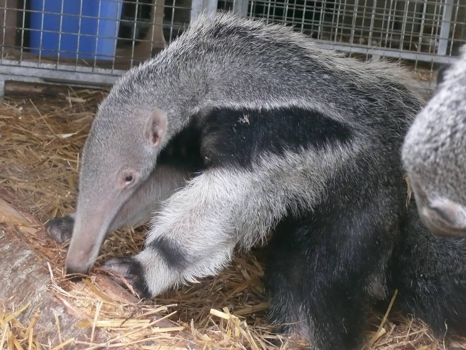 Joao, young giant anteater