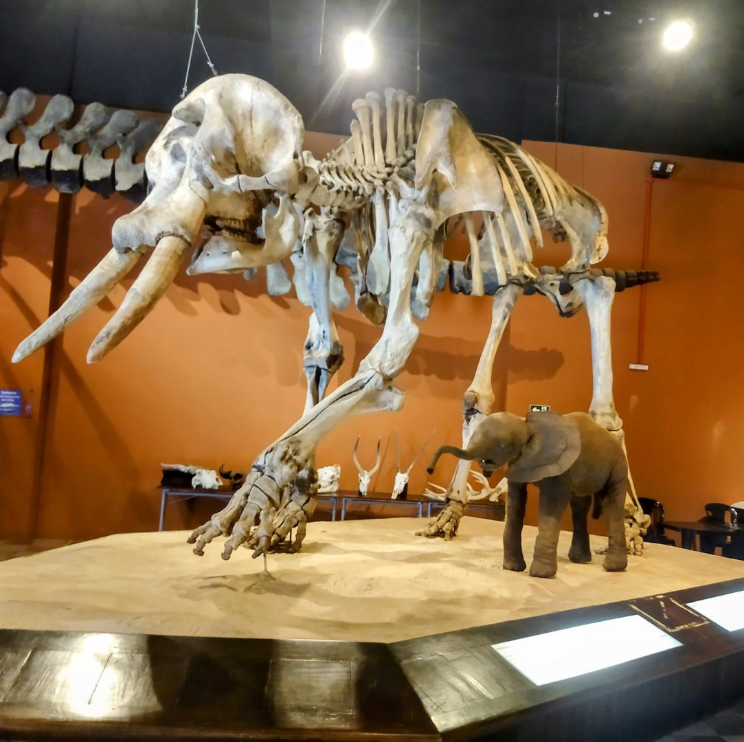 "Joca" the African bush elephant and stillborn calf - PUC Minas's Natural Science Museum