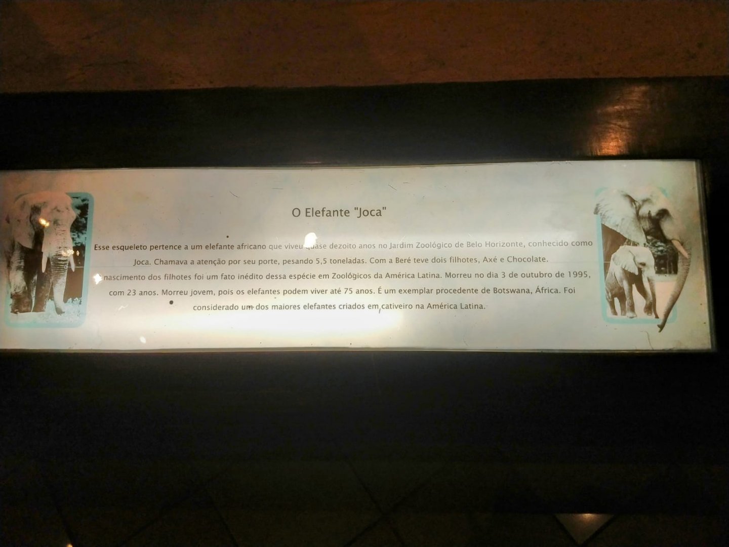 Joca's history - PUC Minas's Natural Science Museum