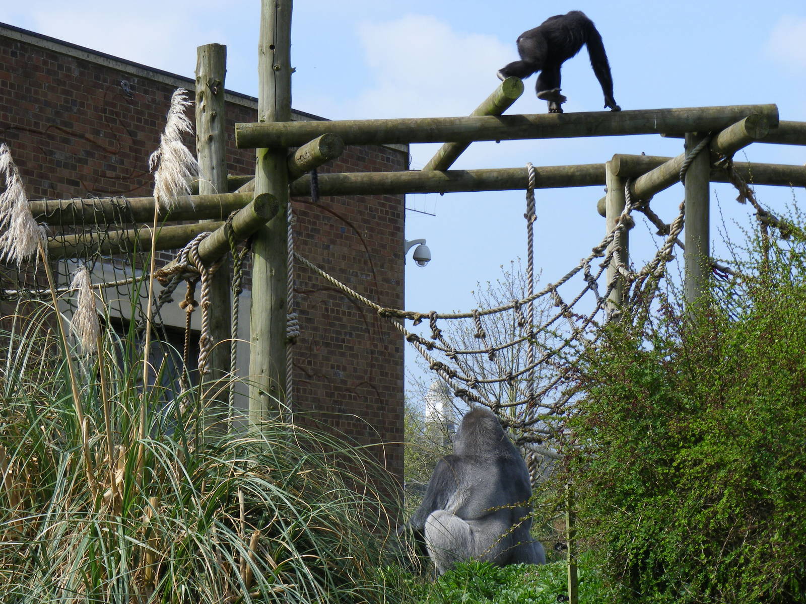 Jock and Namoki the Gorillas on Gorilla Island at Bristol Zoo, 12 April 200