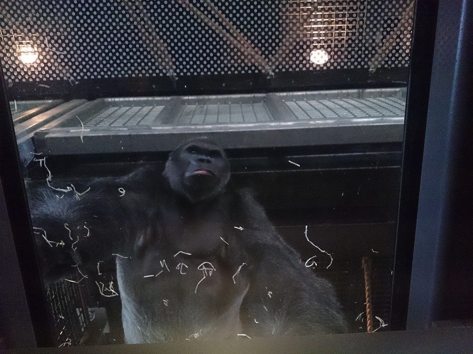 Jock in new Gorilla house