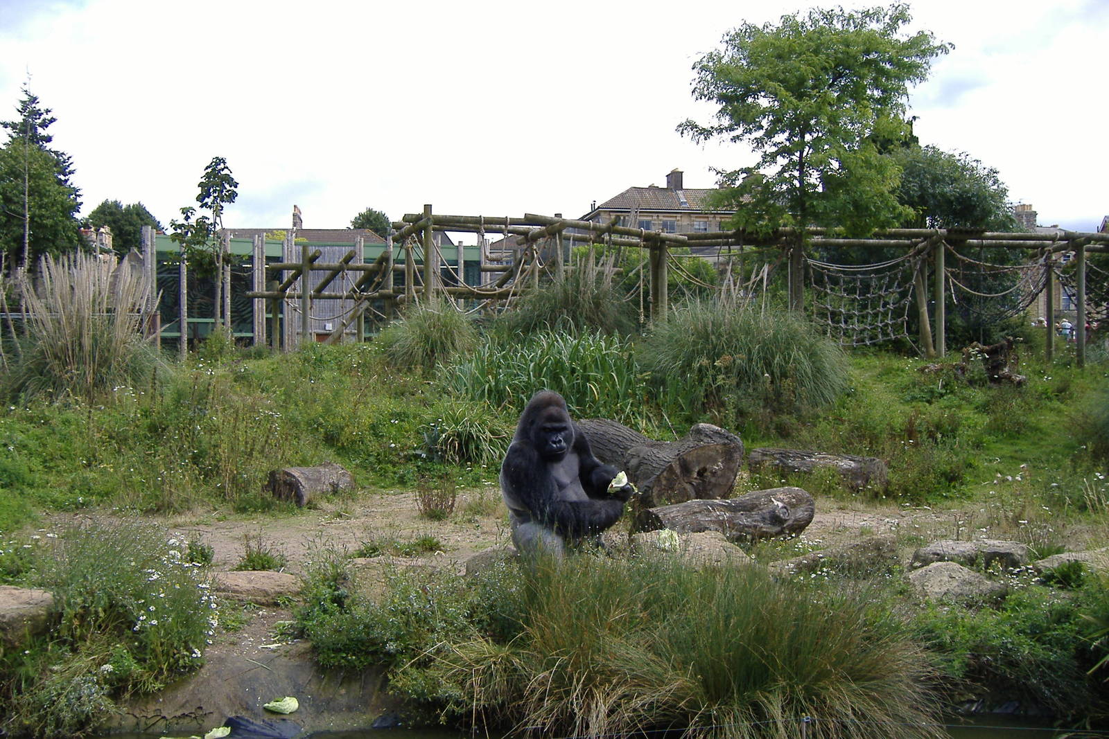 Jock the gorilla at Bristol Zoo, 9 August 2008